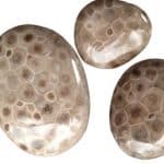 Petoskey Stones: Unleashing the Full Potential of Michigan’s Most Prized Rock
