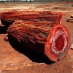 The Complex Journey of Petrifying Wood Value